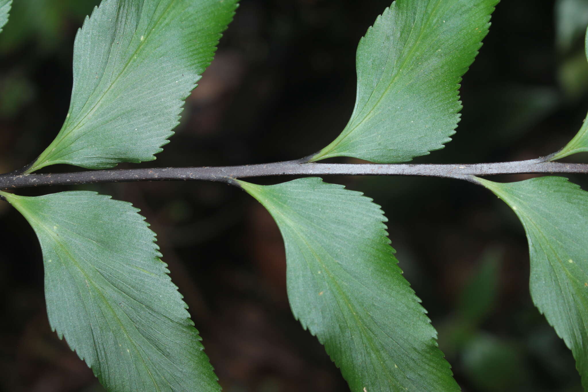 Image de Asplenium serra Langsd. & Fischer