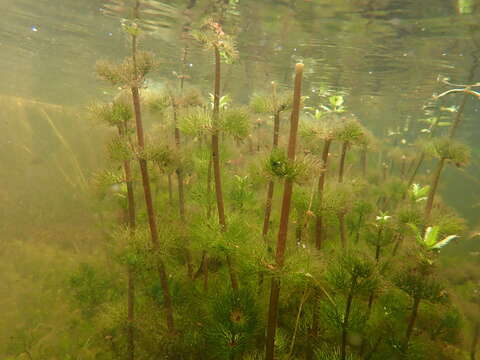 Image of Beck's water-marigold