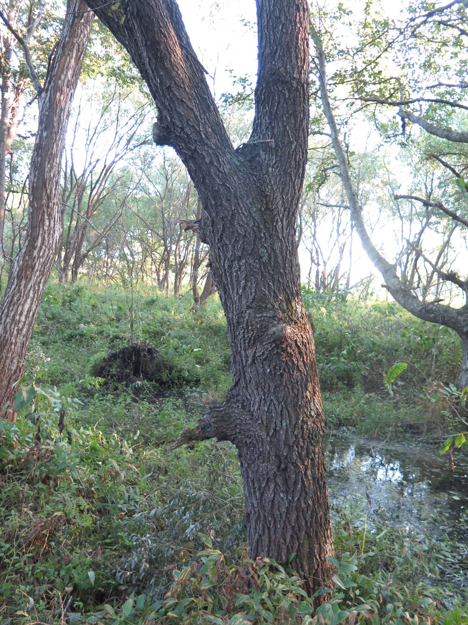 Image of Japanese alder