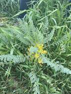 Imagem de Astragalus macrocarpus DC.