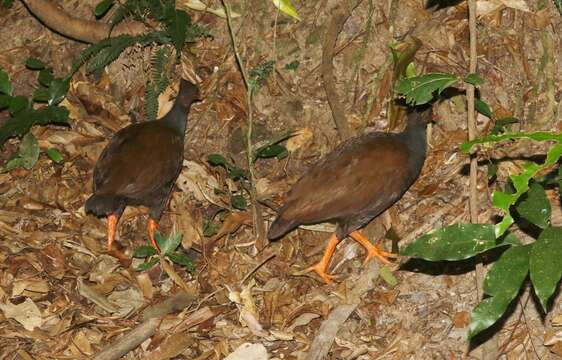 Image of Orange-footed Scrubfowl