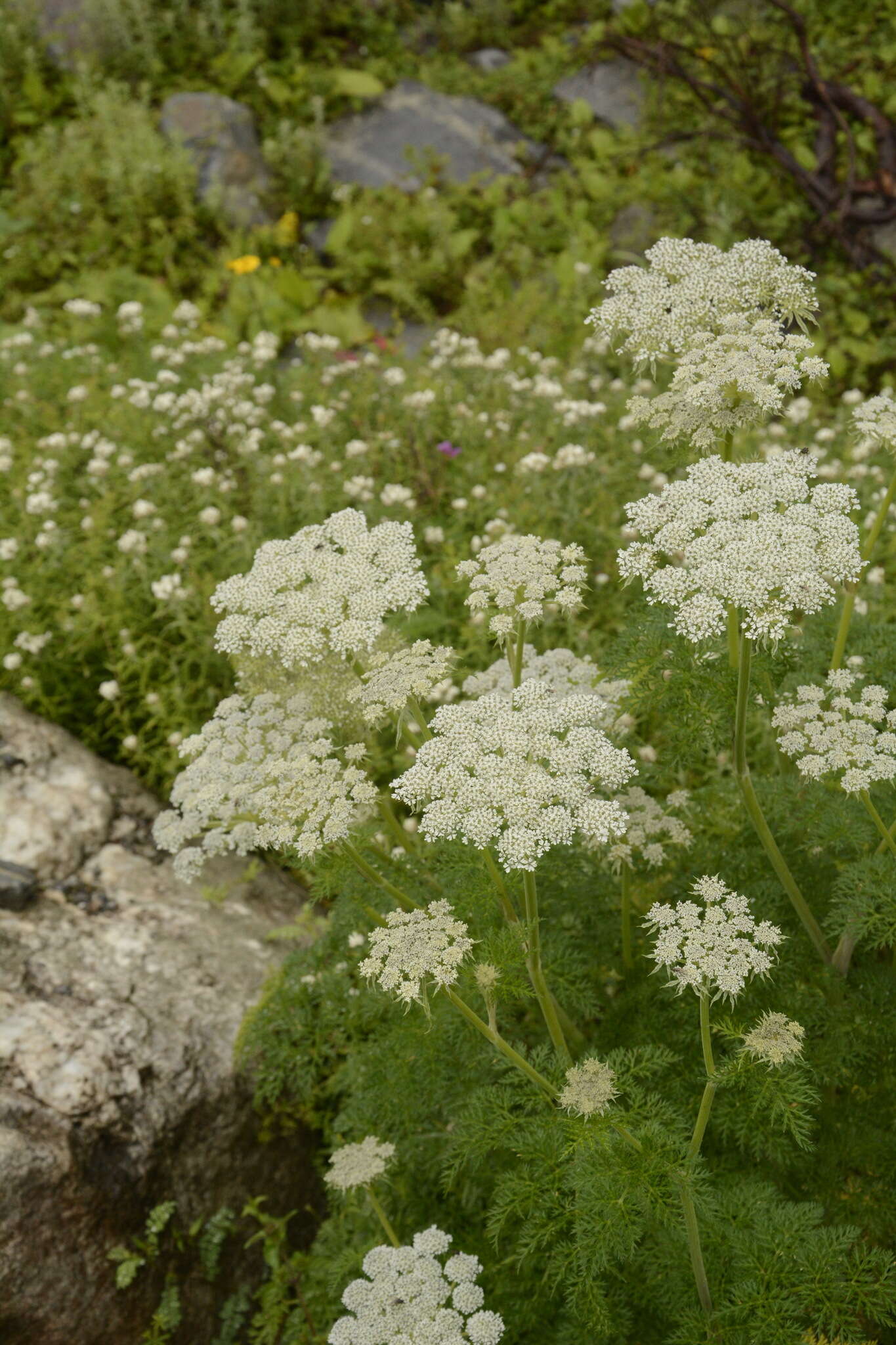 Слика од Ligusticopsis