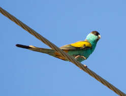 Image of Hooded Parrot