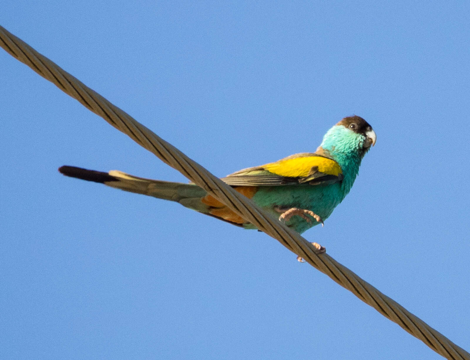 Image of Hooded Parrot