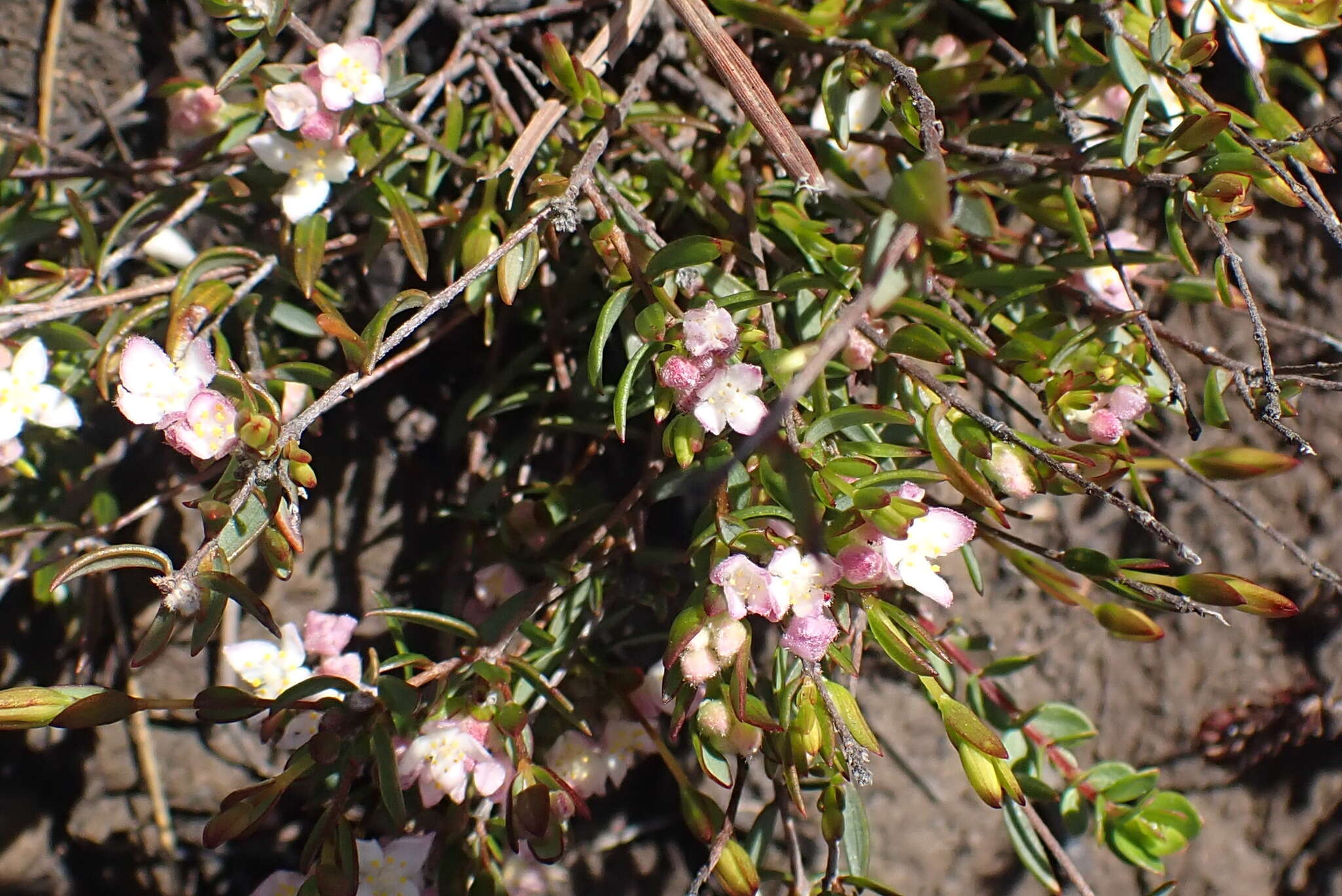 Image of Lachnaea burchellii Meissn.