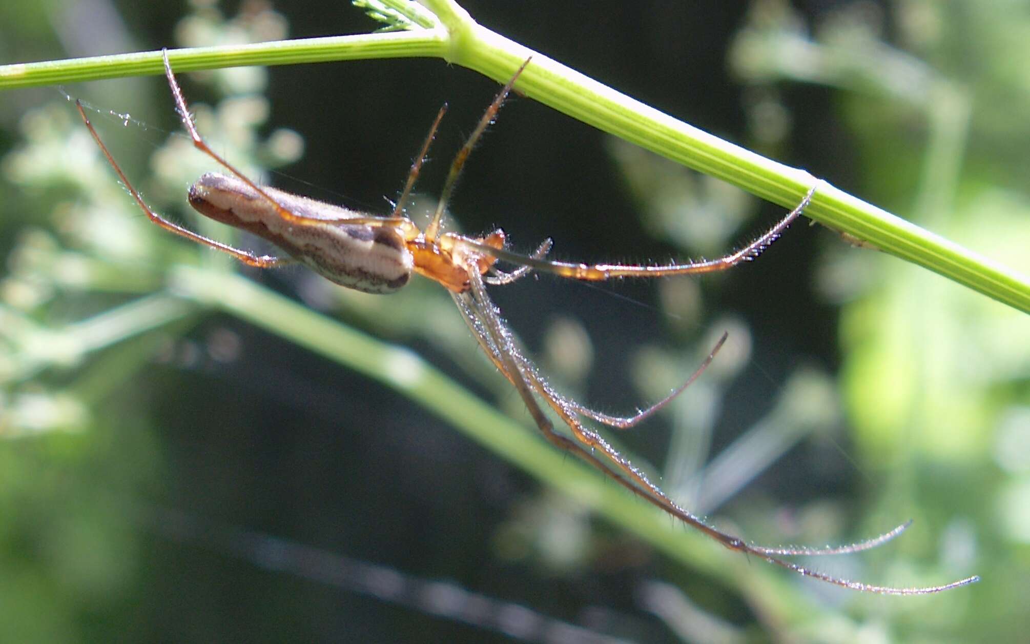 Image de Tetragnatha extensa (Linnaeus 1758)