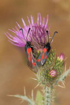 Image of Zygaena sarpedon Hübner 1790