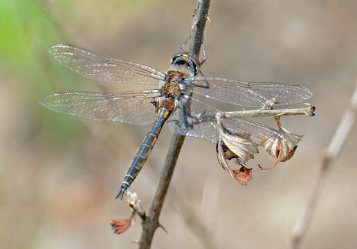 Image of Slender Baskettail