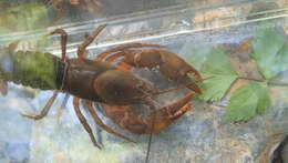 Image of Cambarus conasaugaensis Hobbs & Hobbs Iii 1962