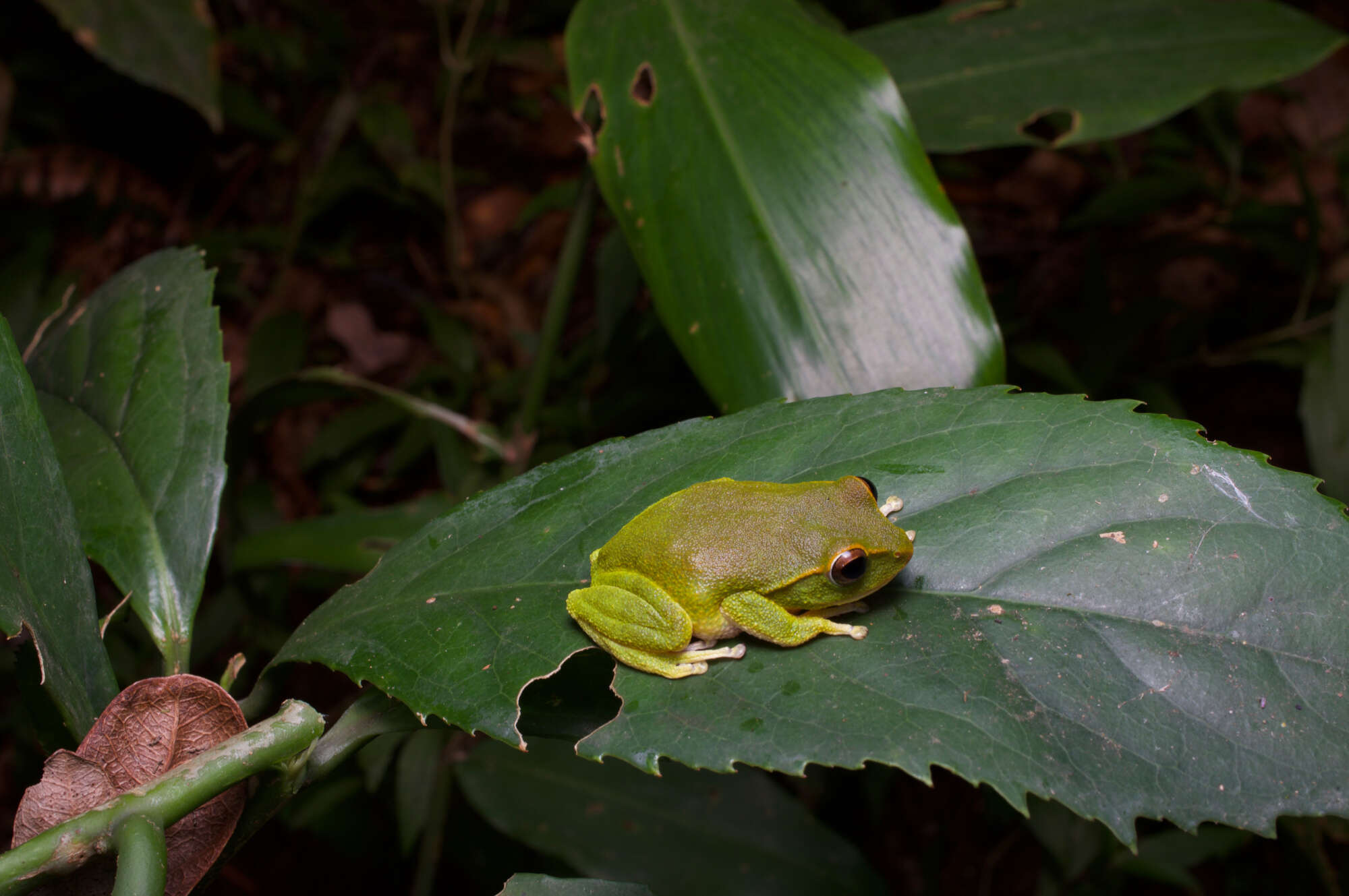 Image of Pseudophilautus stuarti (Meegaskumbura & Manamendra-Arachchi 2005)