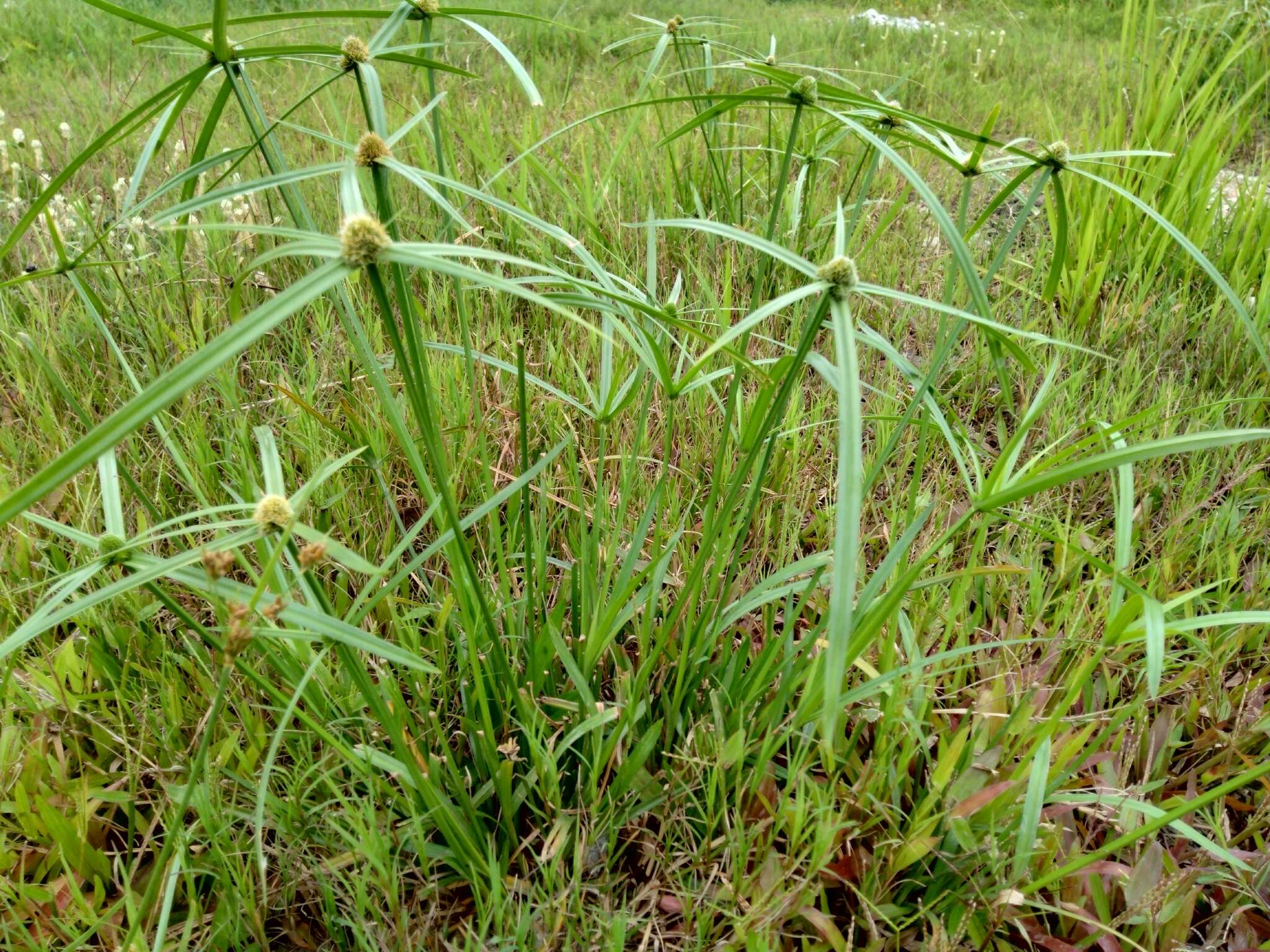 Image of Cyperus aromaticus (Ridl.) Mattf. & Kük.