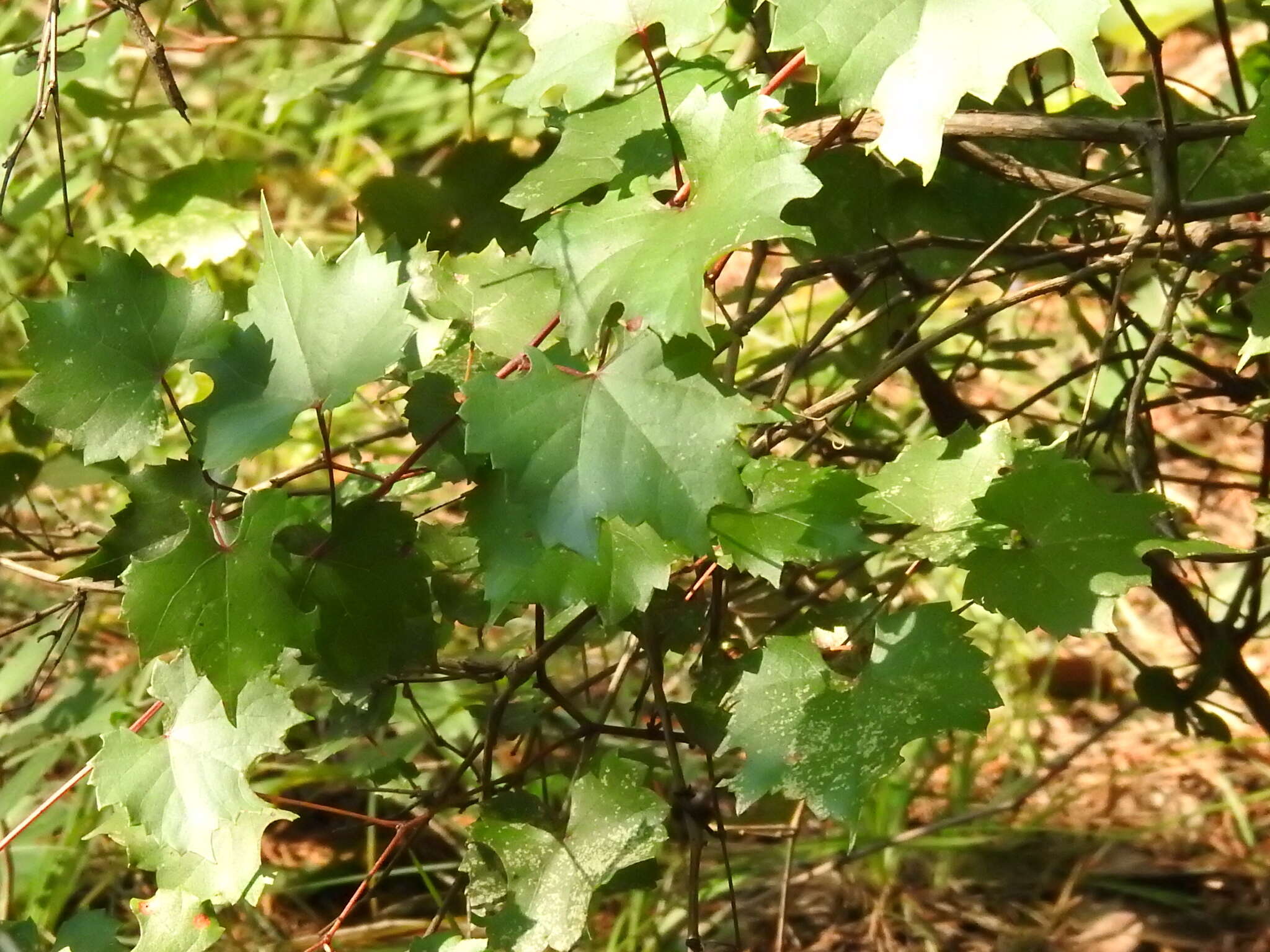 Plancia ëd Vitis monticola Buckl.