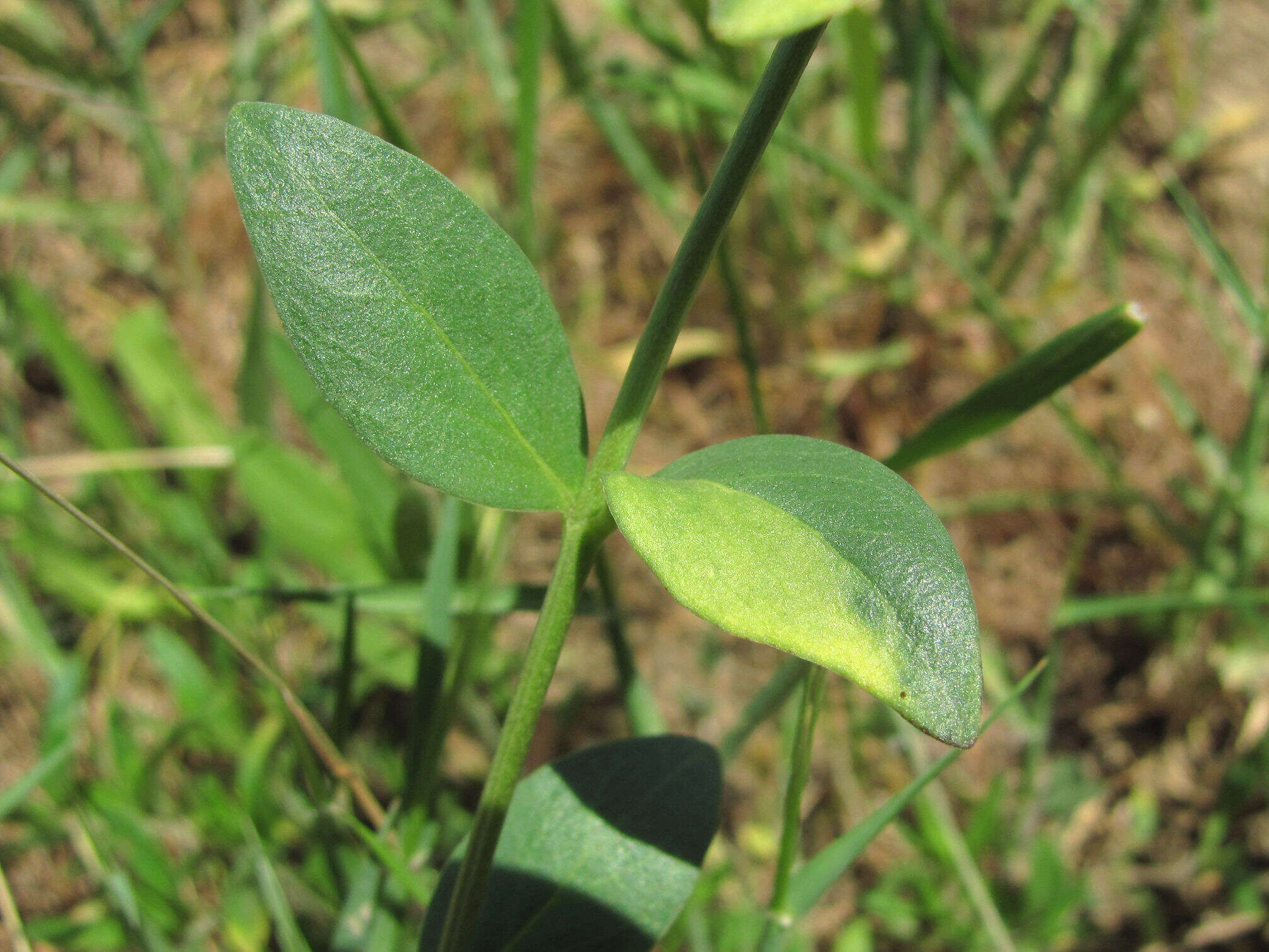 Plancia ëd Puccinia vincae (DC.) Berk. 1836