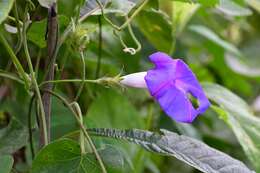 Image of Ipomoea variabilis (Schltdl & Cham.) Choisy