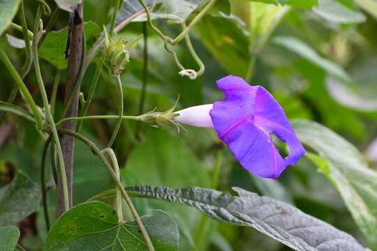 Image of Ipomoea variabilis (Schltdl & Cham.) Choisy