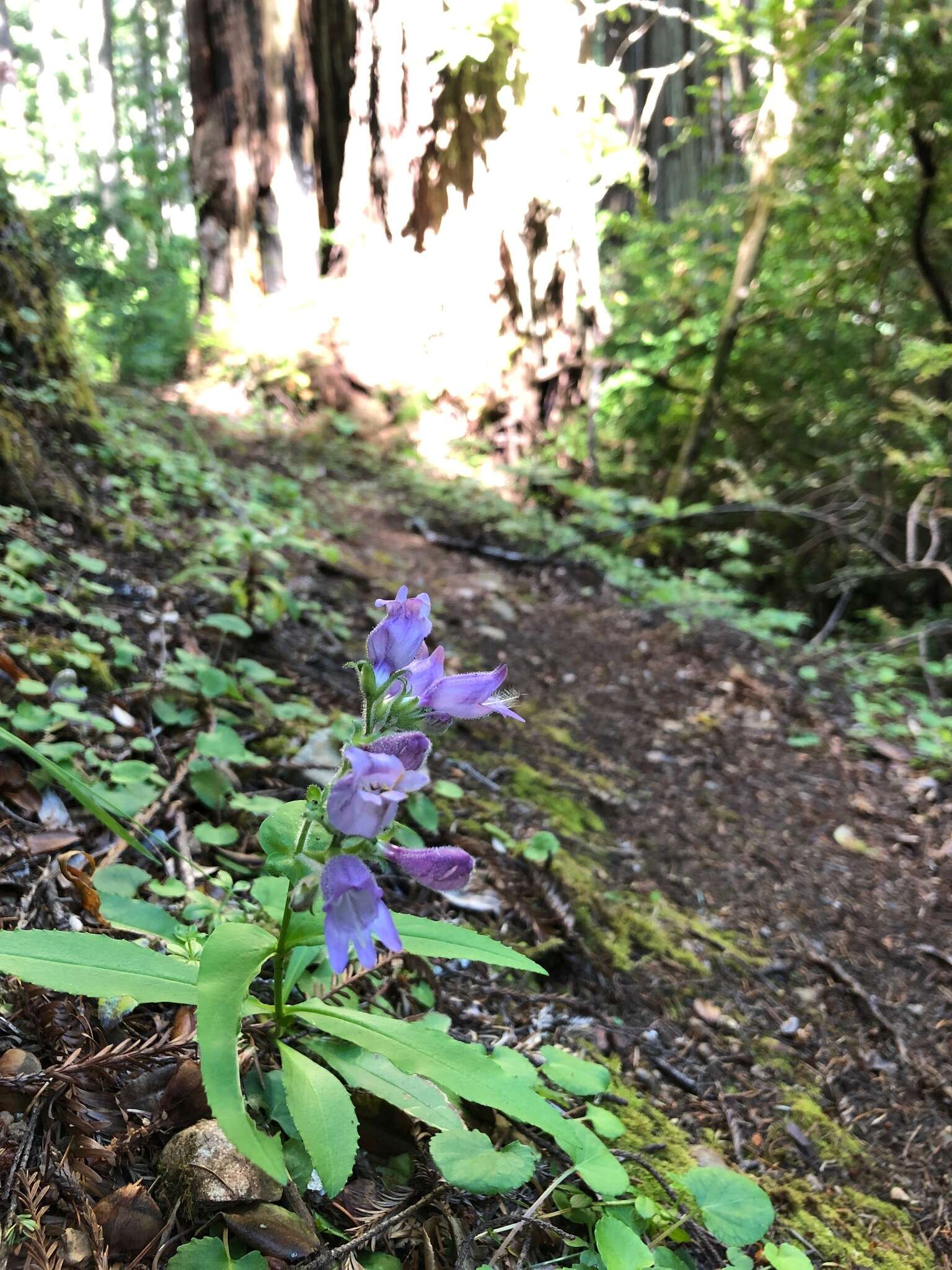 Image of Rattan's beardtongue