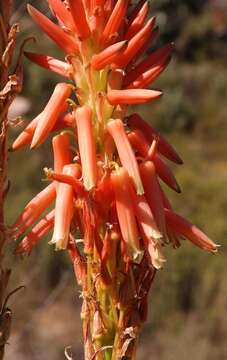 Image of Aloe glauca Mill.