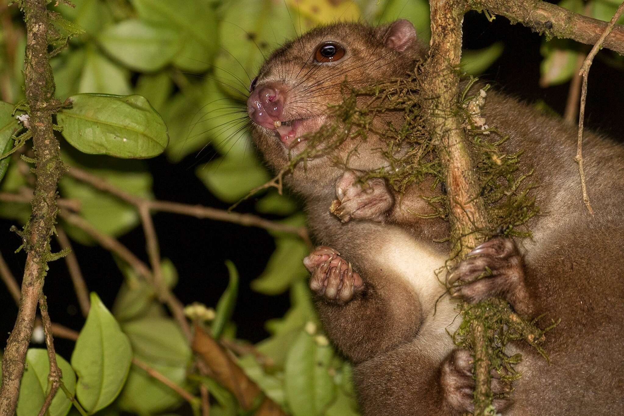 Image of Cinereous Ringtail