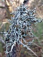 Image of inactive tube lichen