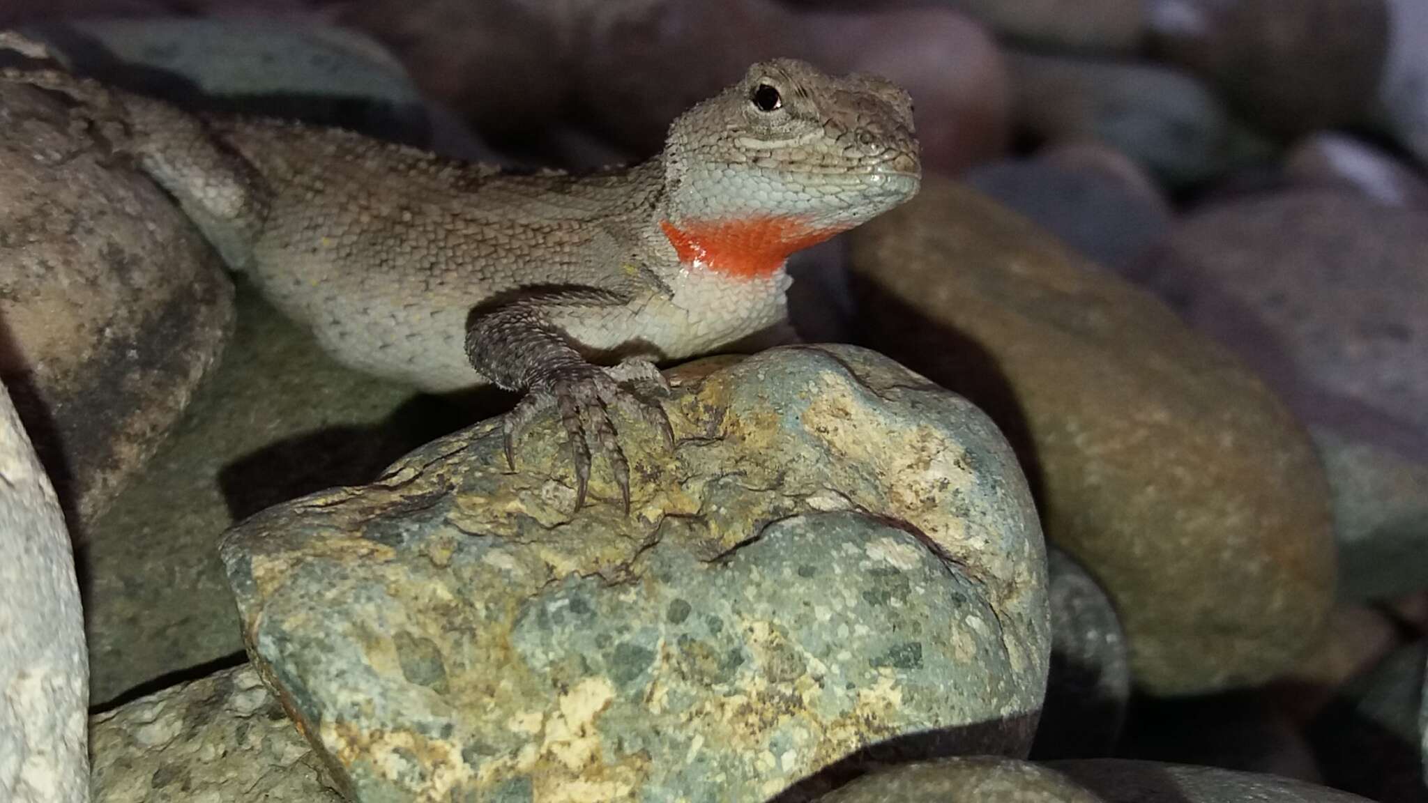 Plancia ëd Microlophus occipitalis (Peters 1871)