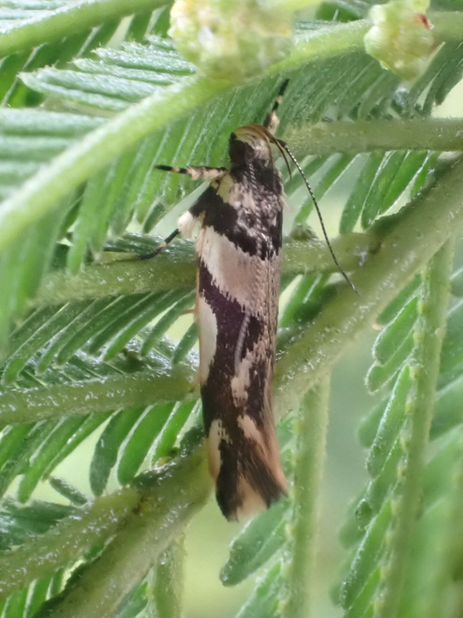 Image of Macrobathra desmotoma Meyrick 1886