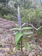 Image de <i>Coleus graveolens</i>