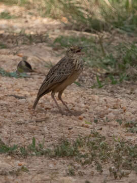 Image of Jerdon's Bush Lark