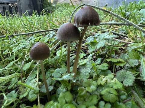 Image of Psathyrella microrhiza (Lasch) Konrad & Maubl. 1949