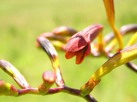 Image of zigzag crocosmia