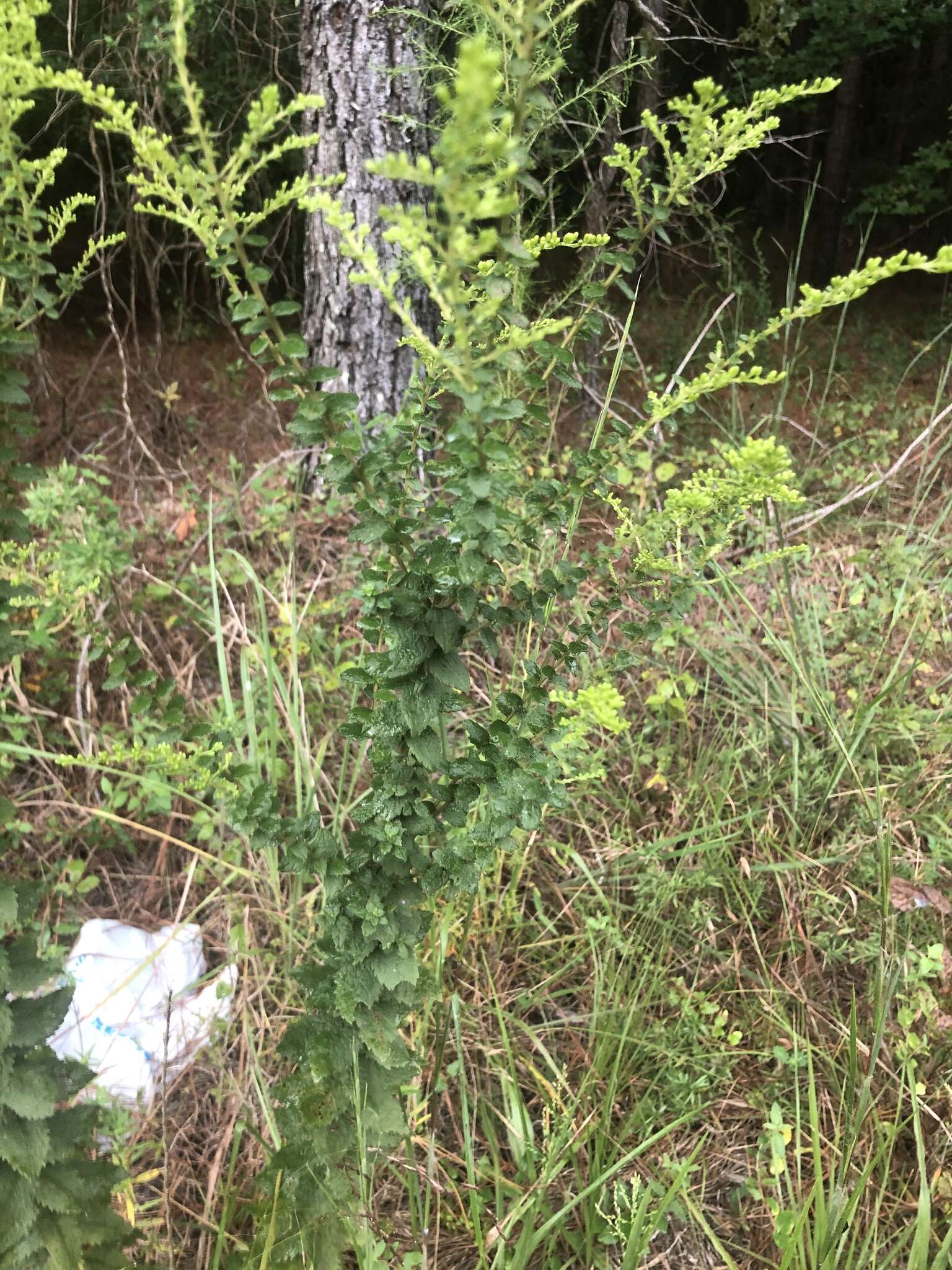 Image of Solidago rugosa var. celtidifolia (Small) Fern.