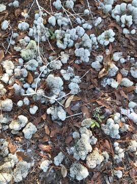 Imagem de Cladonia evansii Abbayes