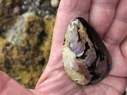 Image of Northern horse mussel