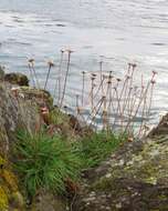 Imagem de Armeria maritima (Mill.) Willd.