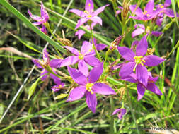 Image of Dwarf chironia