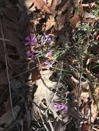 Image of trailing phlox