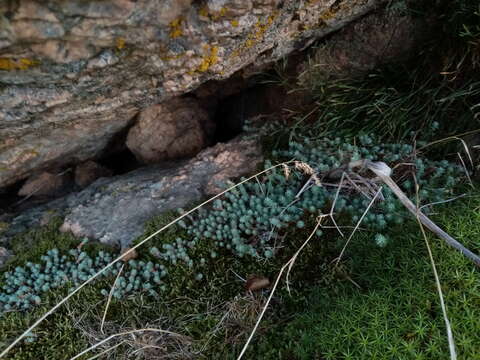 Image of Sedum borissovae Balk.