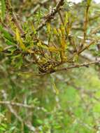 Image de Korthalsella lindsayi var. clavata (Kirk) Danser