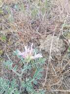 Image of Columbia milkvetch