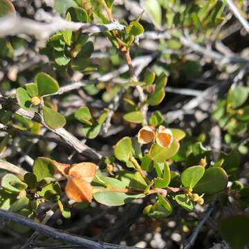 Image of Dodonaea bursariifolia F. Müll.