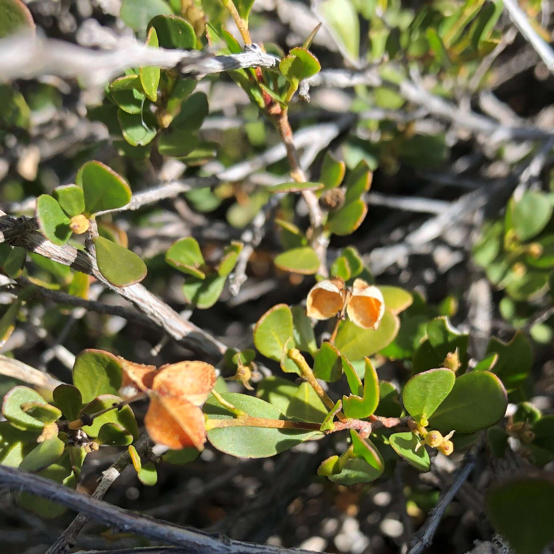 Image of Dodonaea bursariifolia F. Müll.