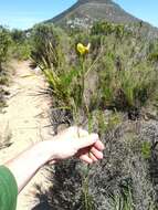 Image of Moraea bellendenii (Sweet) N. E. Br.