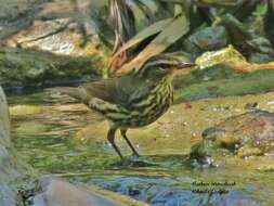 Image of waterthrush