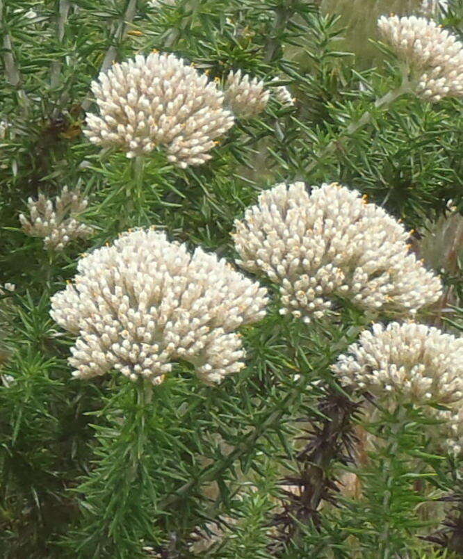 Image of Pointy Blombush