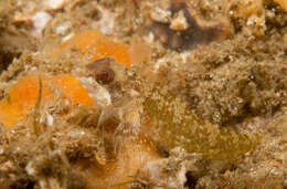 Image of Blackthroat Triplefin