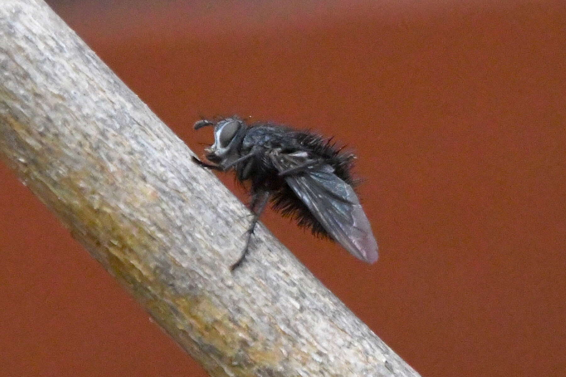 Image of Bombyliomyia soror (Williston 1886)