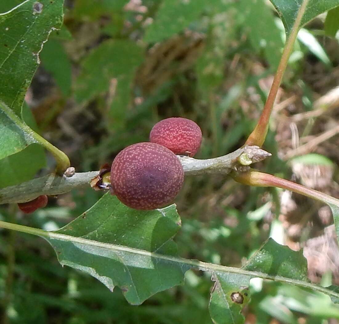 Image of Kokkocynips imbricariae (Ashmead 1896) Nieves-Aldrey, Nicholls, Tang, Melika, Stone, Pujade-Villar, Buffington, Maldonado & Medianero 2021