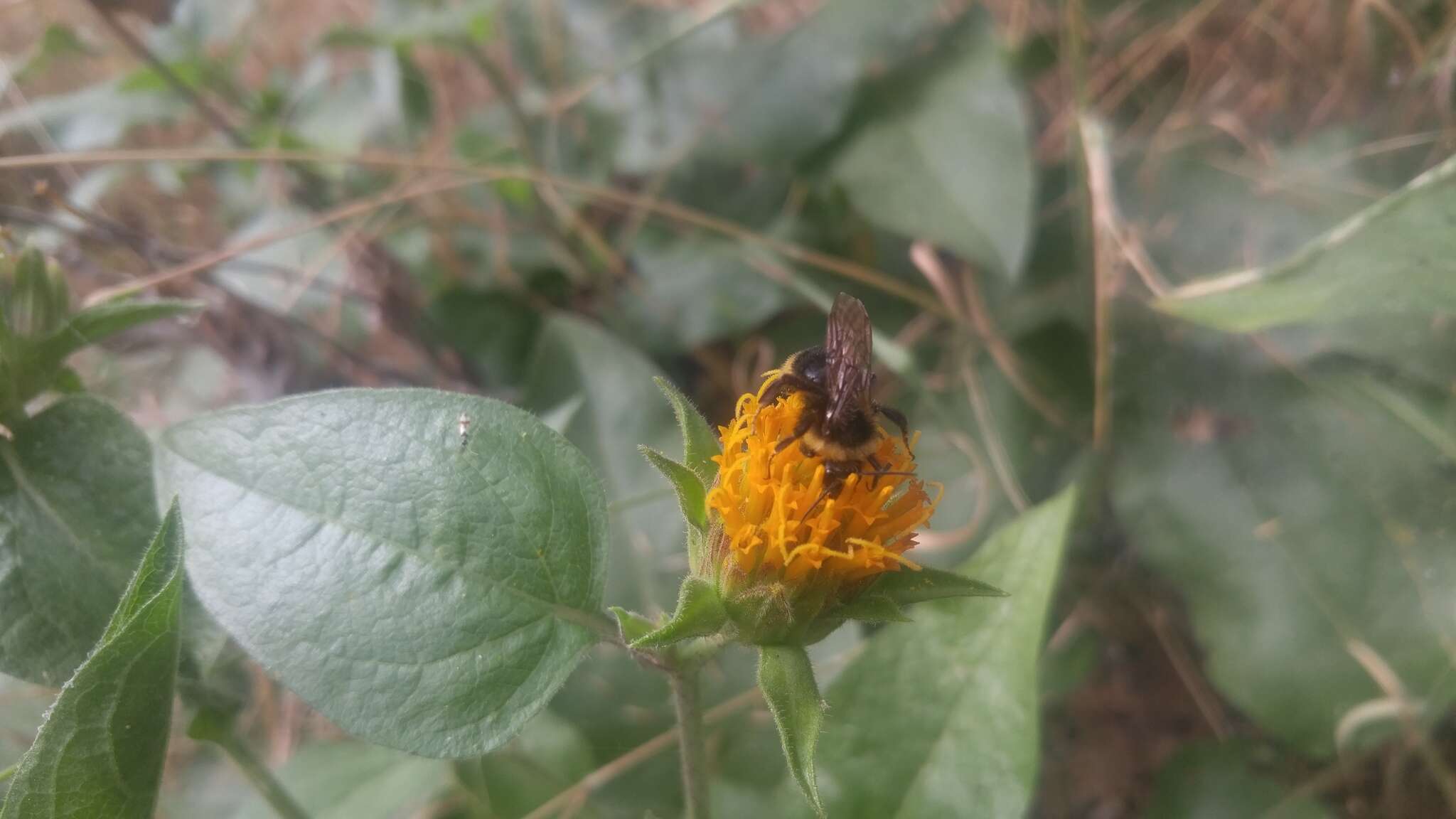 Image of Coville's mule-ears