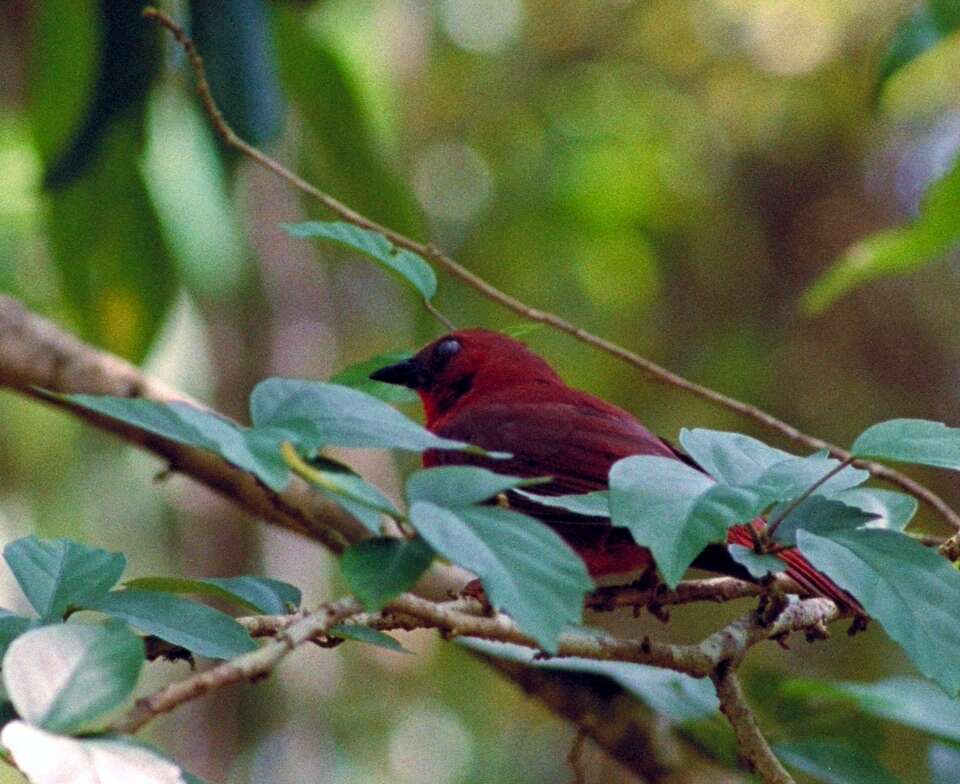 Image of Red-throated Ant Tanager