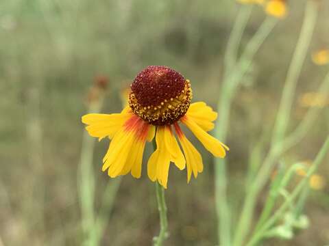 Image of Helenium amphibolum