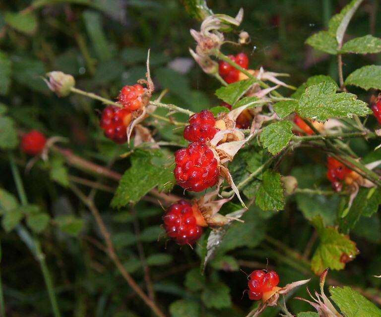 Sivun Rubus parvifolius L. kuva